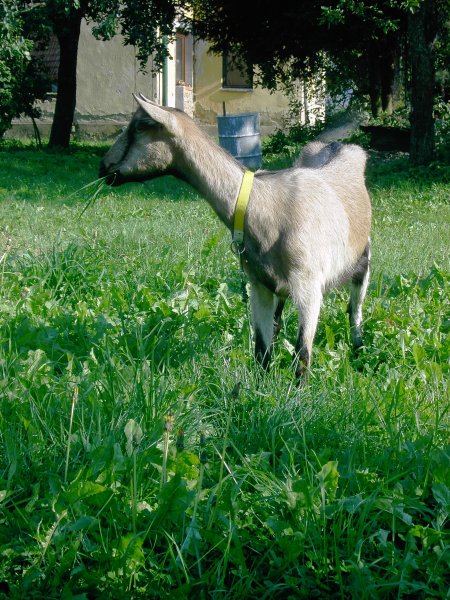 Koza Barča